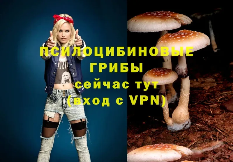 Псилоцибиновые грибы Psilocybe  Бирск 